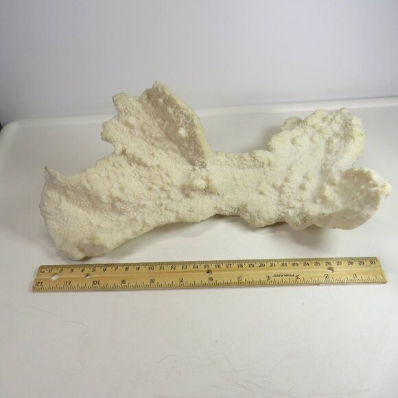 (1) solid Piece of REAL Coral over 3lbs & 13" long - Picture 1 of 14